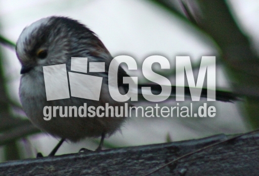 P-Schwanzmeisen 004.jpg